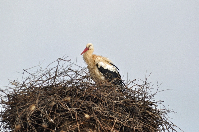 portugal, the algarve, vilamou-10.jpg - WHITE STORK & HOUSE SPARROWS NEST - PORTUGAL